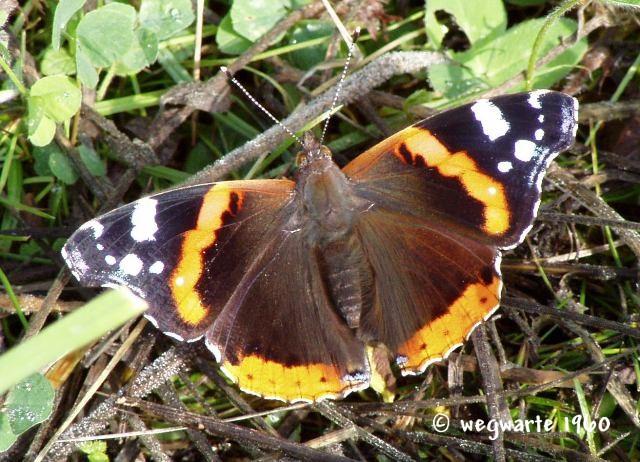 Foto von Admiral Vanessa atalanta