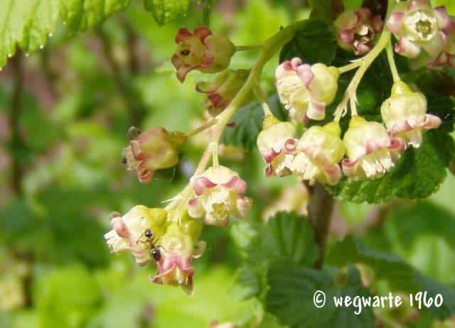 Foto schwarze Johannisbeere Blüte mit Ameise