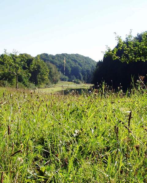 Foto einer Blumenwiese