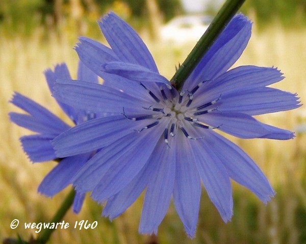 Foto von Wegwarte Cichorium intybus